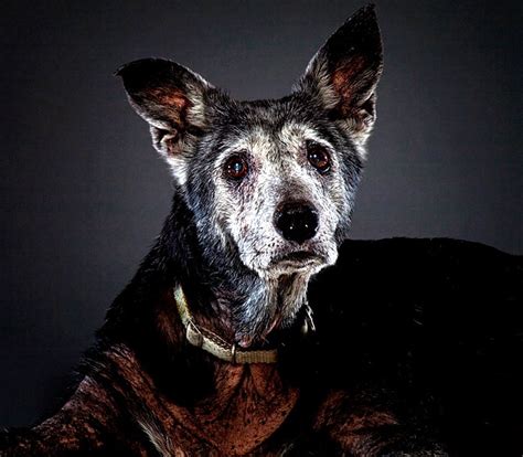 Frosted faces - The Heroes Of Frosted Faces. The Frosted Faces Foundation, run by Kelly and Andy, is more than just a shelter. It’s a promise to senior dogs that they …